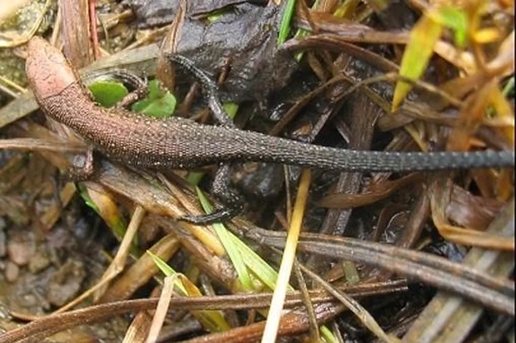 Živorodna kuščarica (Zootoca vivipara) na mokri travi in listju.