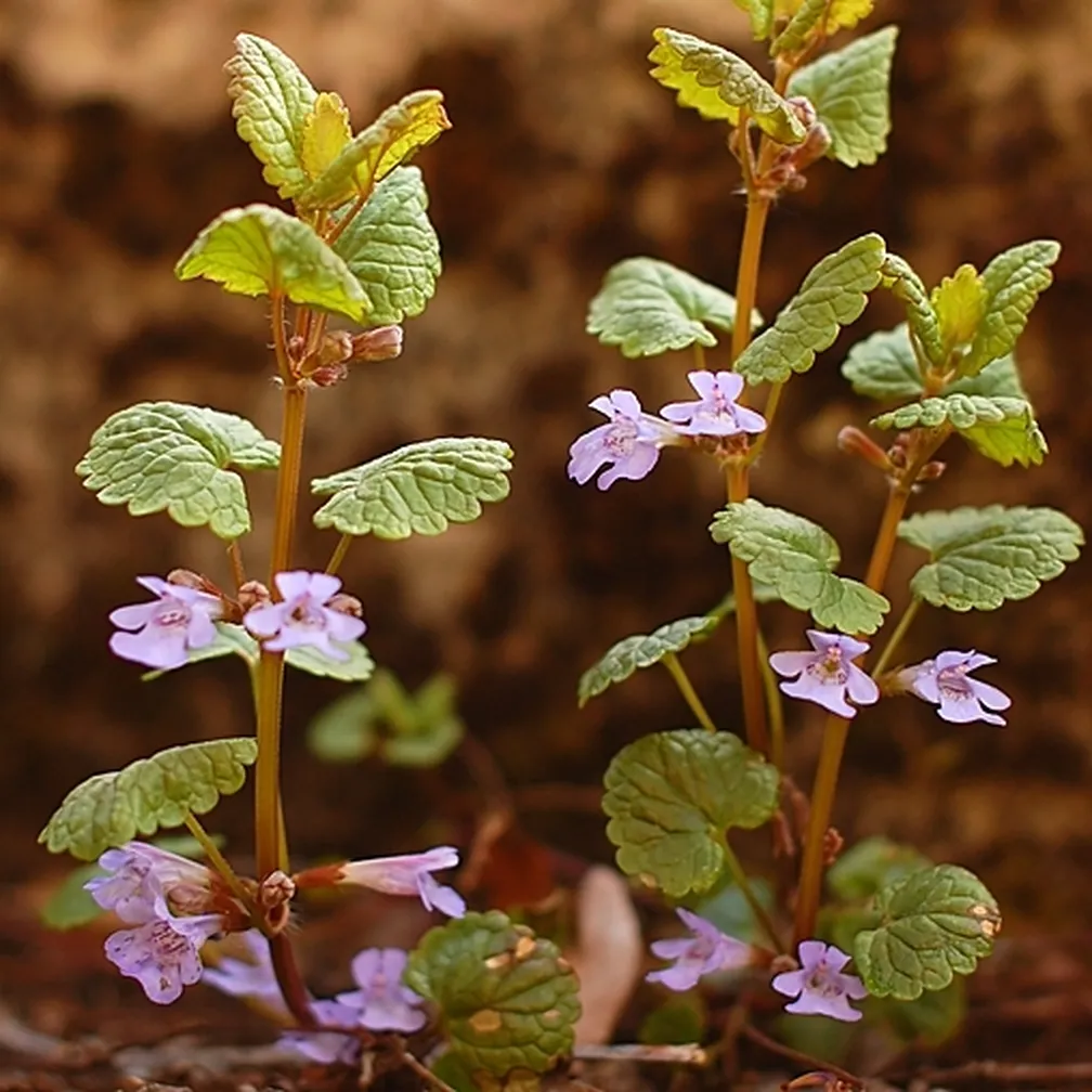 Bršljanasta grenkuljica (Glechoma hederacea) v času cvetenja od blizu.