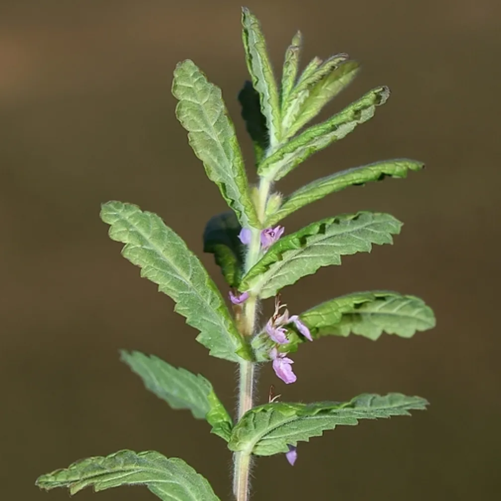 Cvetoč česnov vrednik (Teucrium scordium) od blizu.