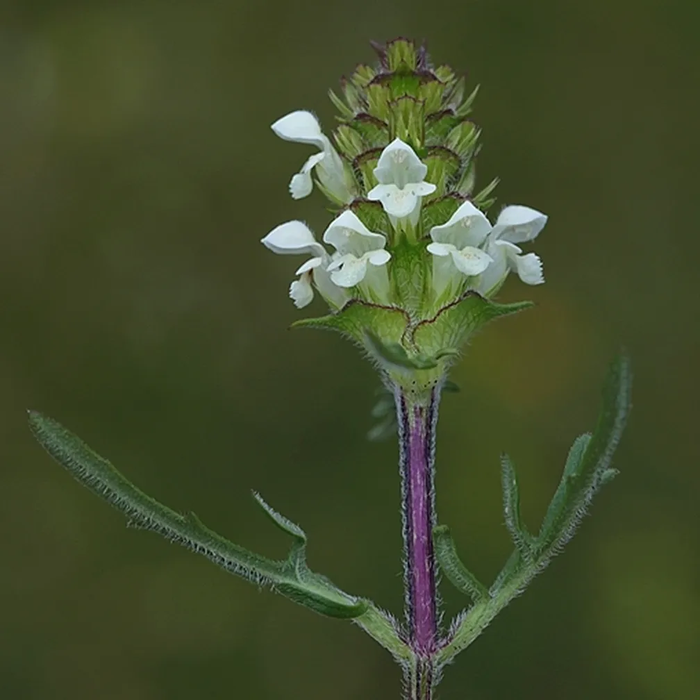 Socvetje deljenolistne črnoglavke (Prunella laciniata) od blizu.