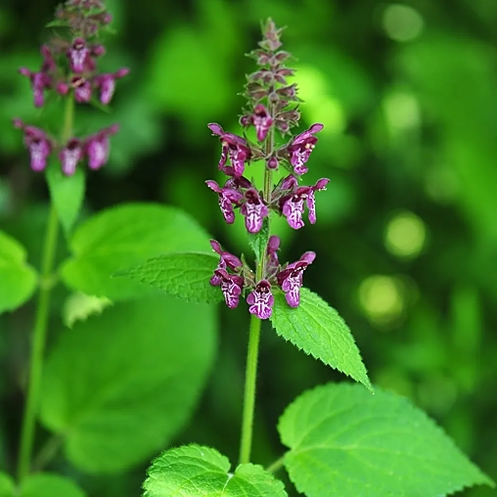 Cvetoč gozdni čišljak (Stachys sylvatica).