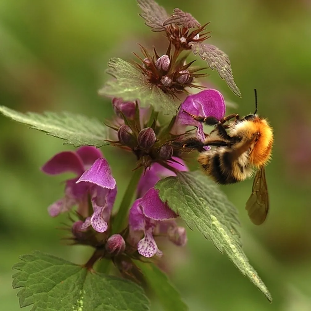 Socvetje lisaste mrtve koprive (Lamium maculatum) obiskuje črmlj.