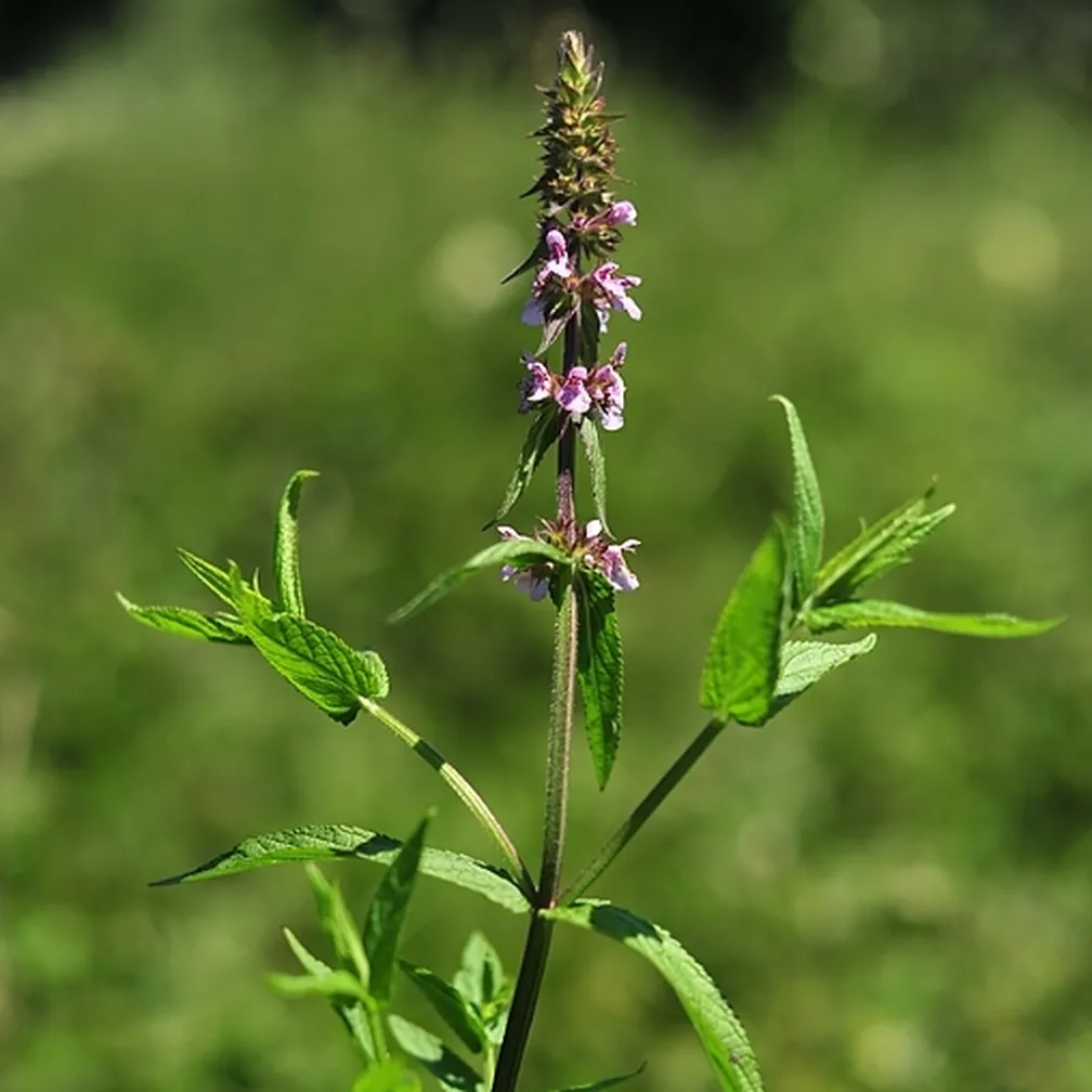 Močvirnati čišljak (Stachys palustris) v času cvetenja.