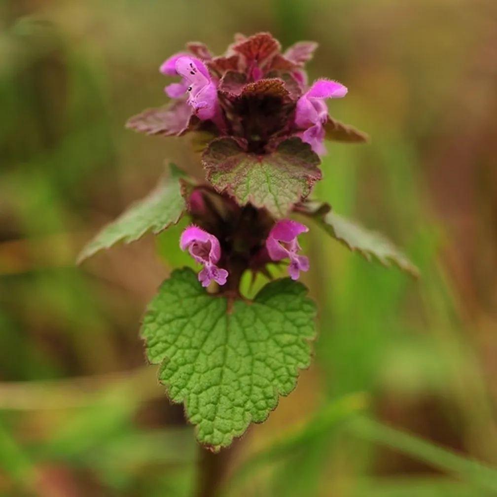 Škrlatnordeča mrtva kopriva (Lamium purpureum) v času cvetenja.