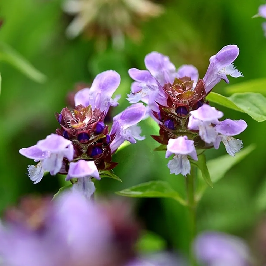 Socvetji navadne črnoglavke (Prunella vulgaris) od blizu.