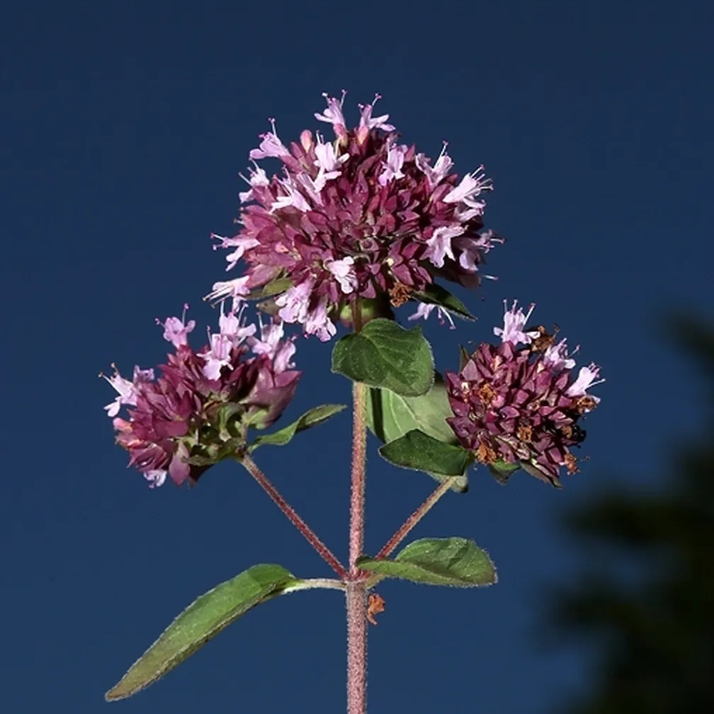 Socvetje navadne dobre misli (Origanum vulgare) od blizu.