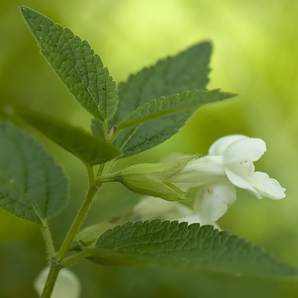 Cvetoča navadna medenika (Melittis melissophyllum) od blizu.