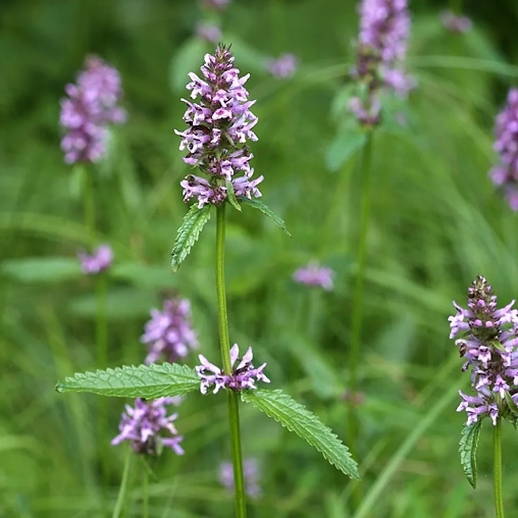 Navadni čistec (Betonica officinalis) na travniku v času cvetenja.