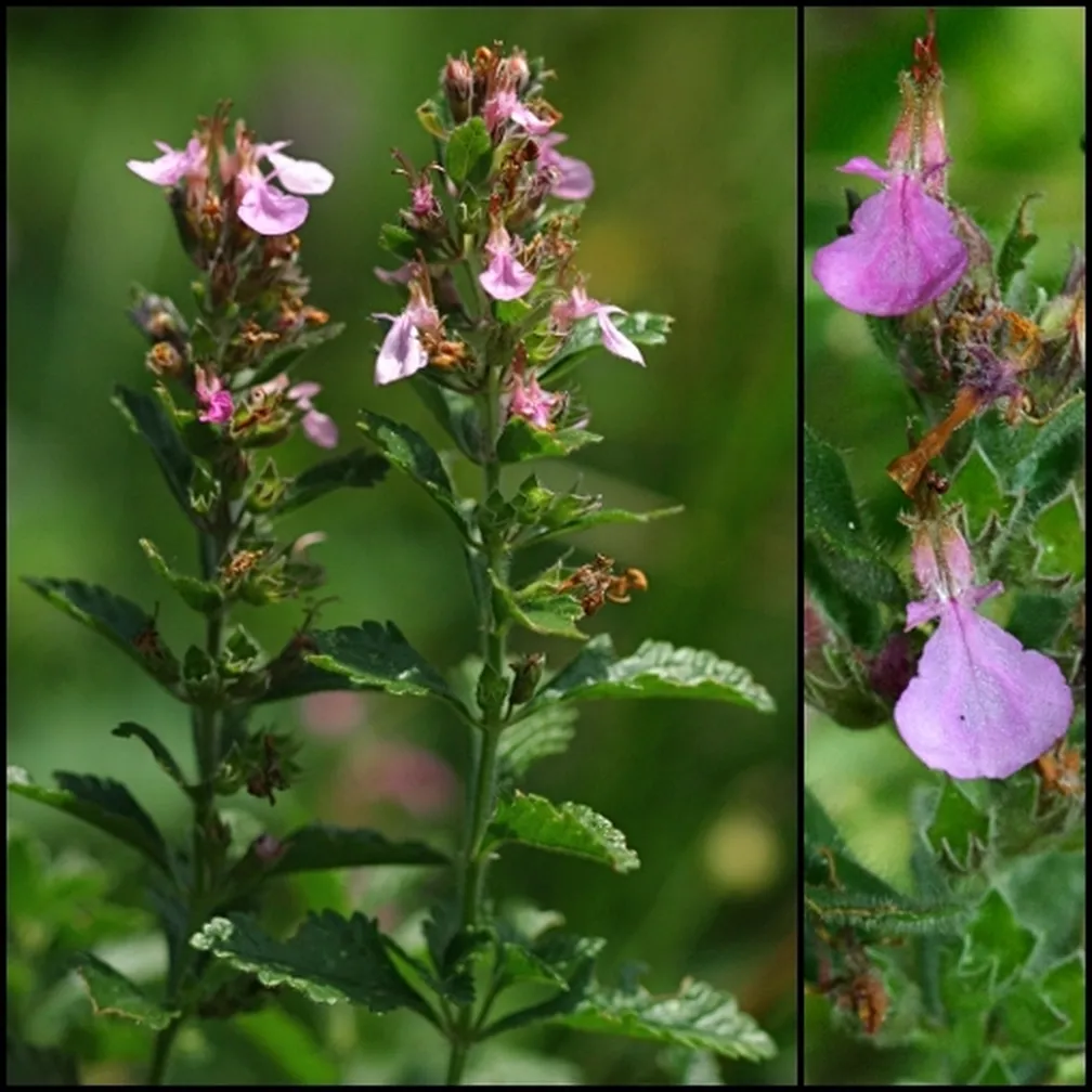 Navadni vrednik (Teucrium chamaedrys) - cvetoči rastlini (levo) in socvetje od blizu (desno).