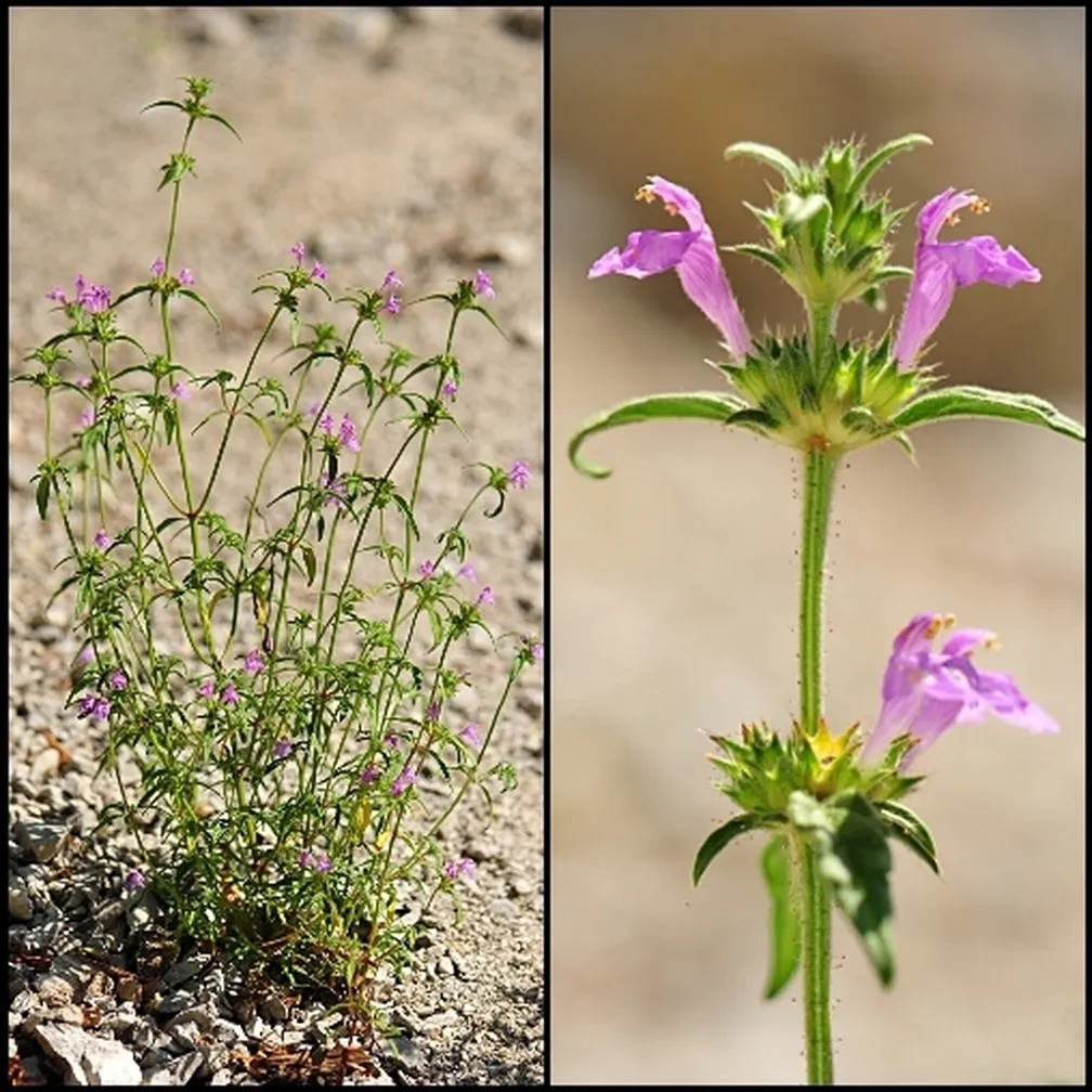 Ozkolistni zebrat (Galeopsis angustifolia) - rastlina na naravnem rastišču (levo) in socvetje od blizu (desno).