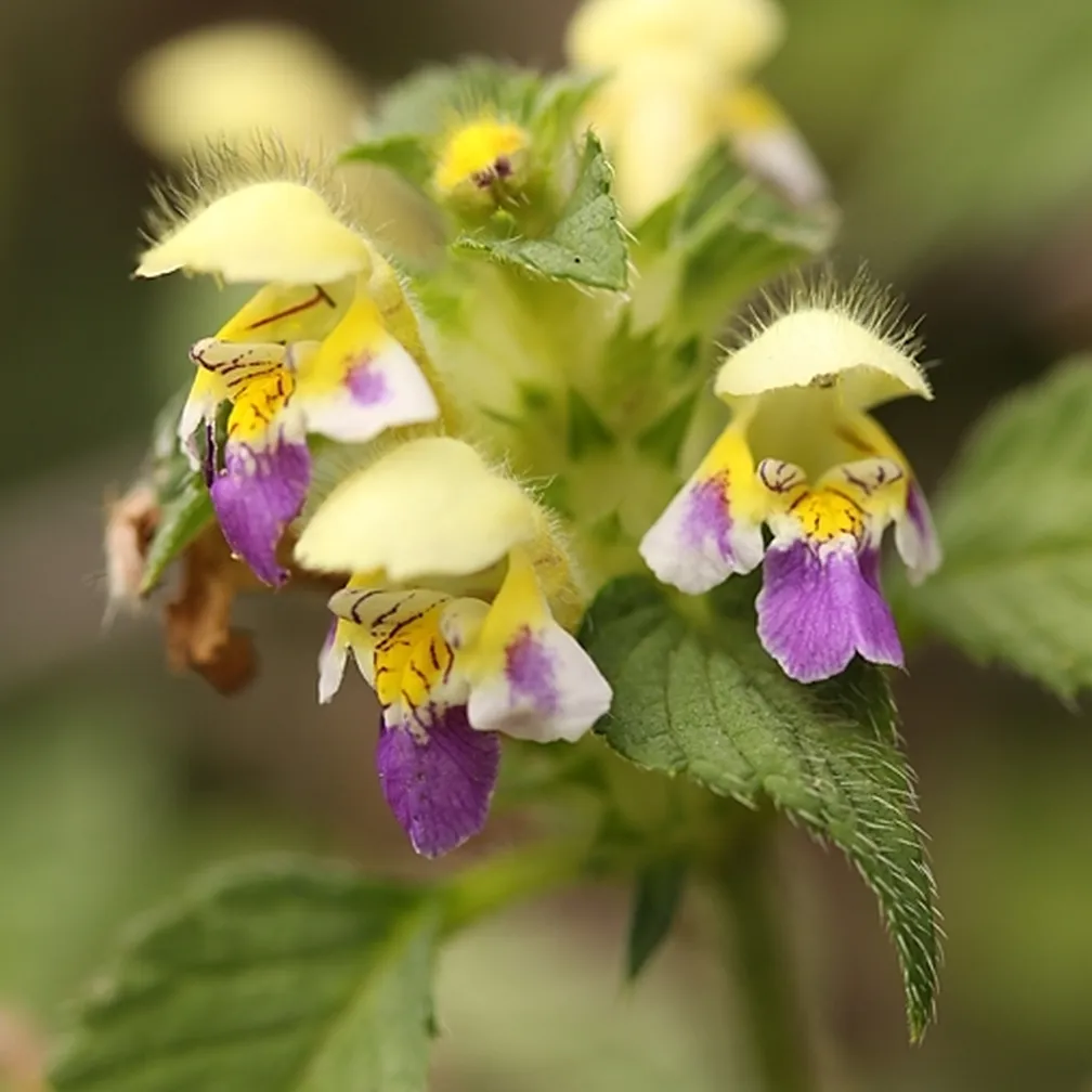 Socvetje pisanega zebrata (Galeopsis speciosa) od blizu.