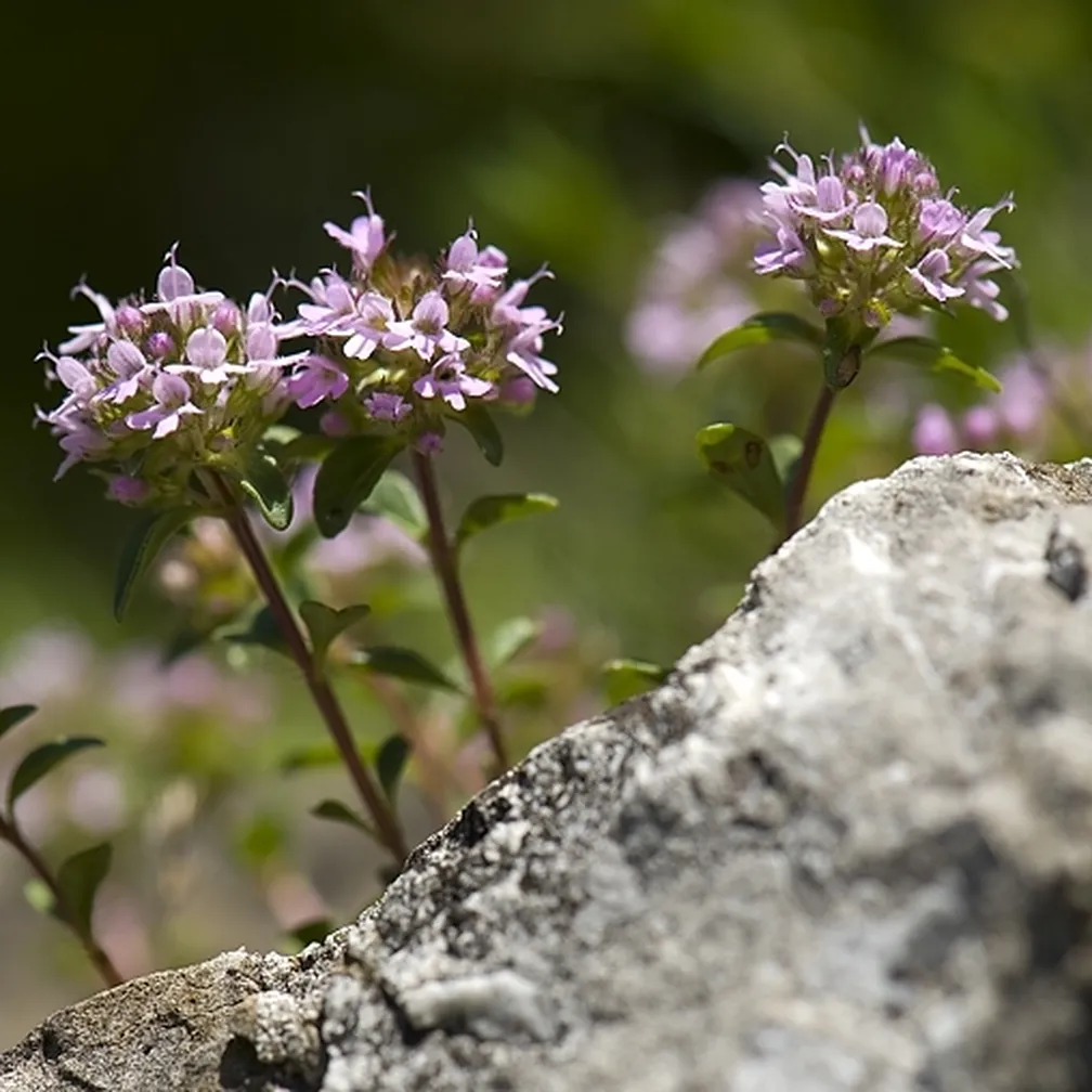 Cvetoča Polajeva materina dušica (Thymus pulegioides) na naravnem rastišču.