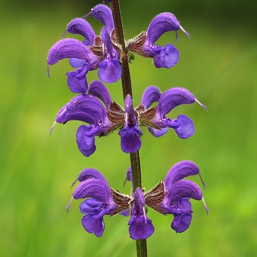 Socvetje travniške kadulje (Salvia pratensis) od blizu.
