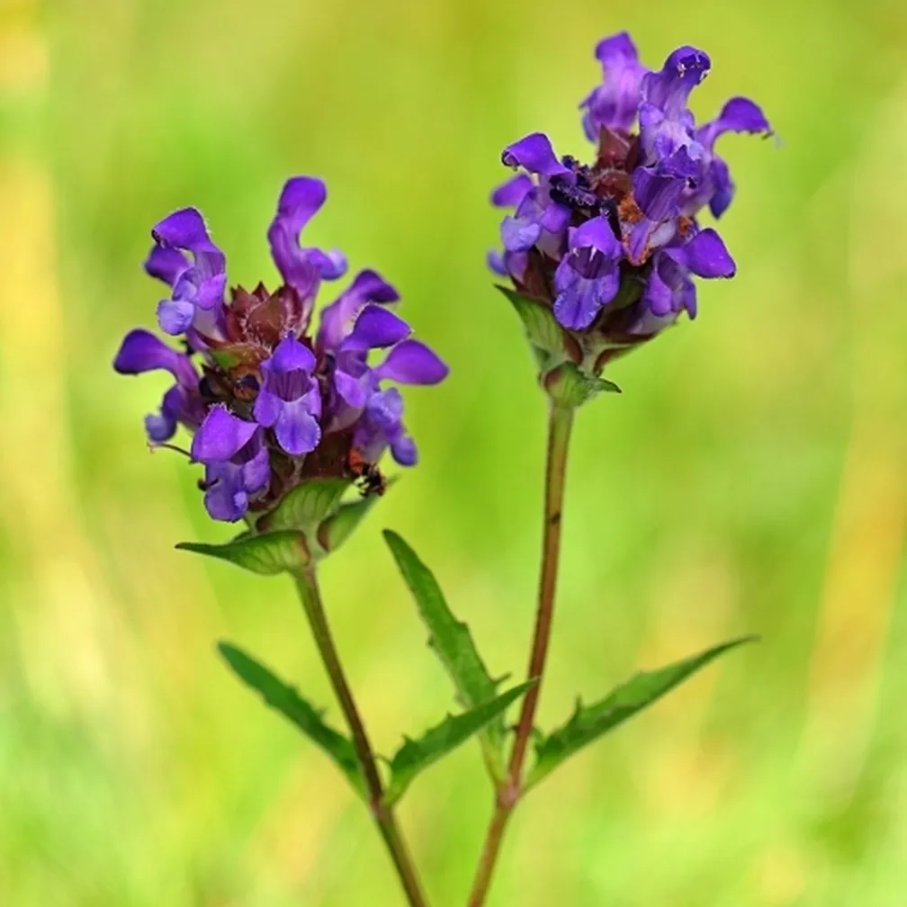 Socvetji velecvetne črnoglavke (Prunella grandiflora) od blizu.
