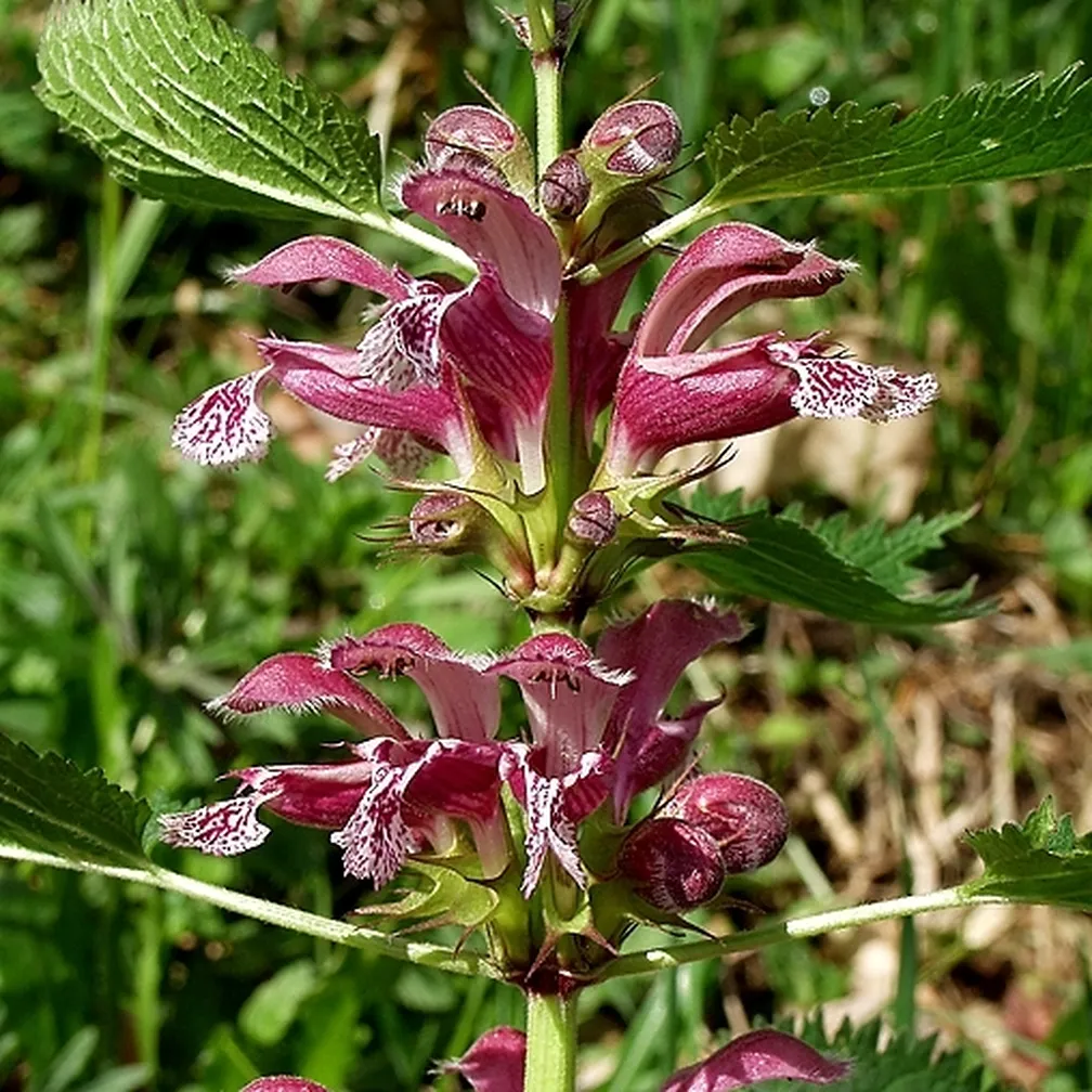 Socvetje velecvetne mrtve koprive (Lamium orvala) od blizu.