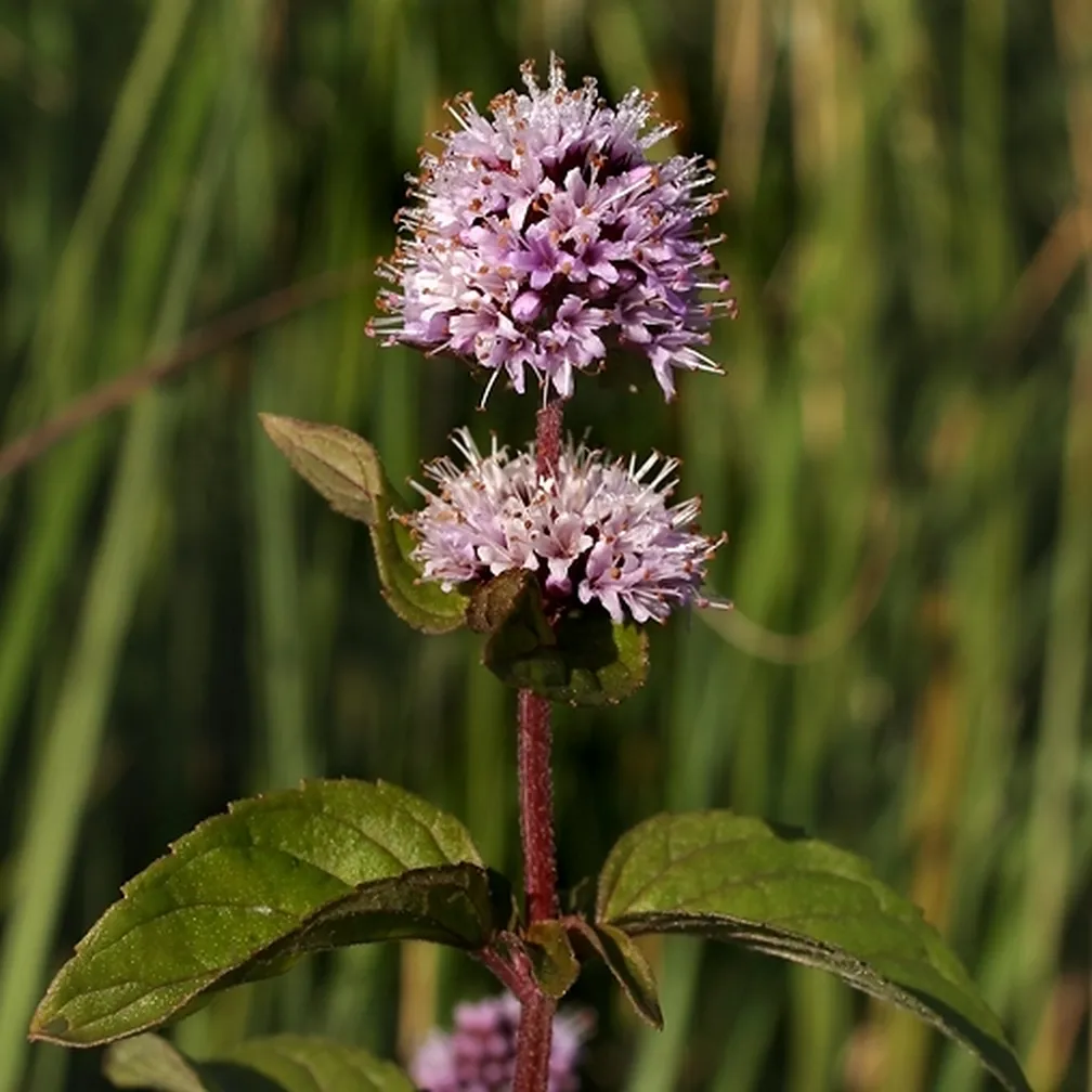Vodna meta (Mentha aquatica) med cvetenjem na naravnem rastišču.