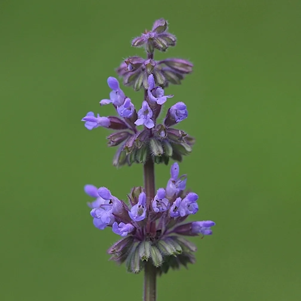 Socvetje vretenčaste kadulje (Salvia verticillata) od blizu.