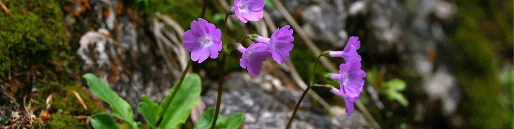 Vijolični cvetovi kranjskega jegliča (Primula carniolica), ki cveti na skalnati z mahom porasli podlagi.