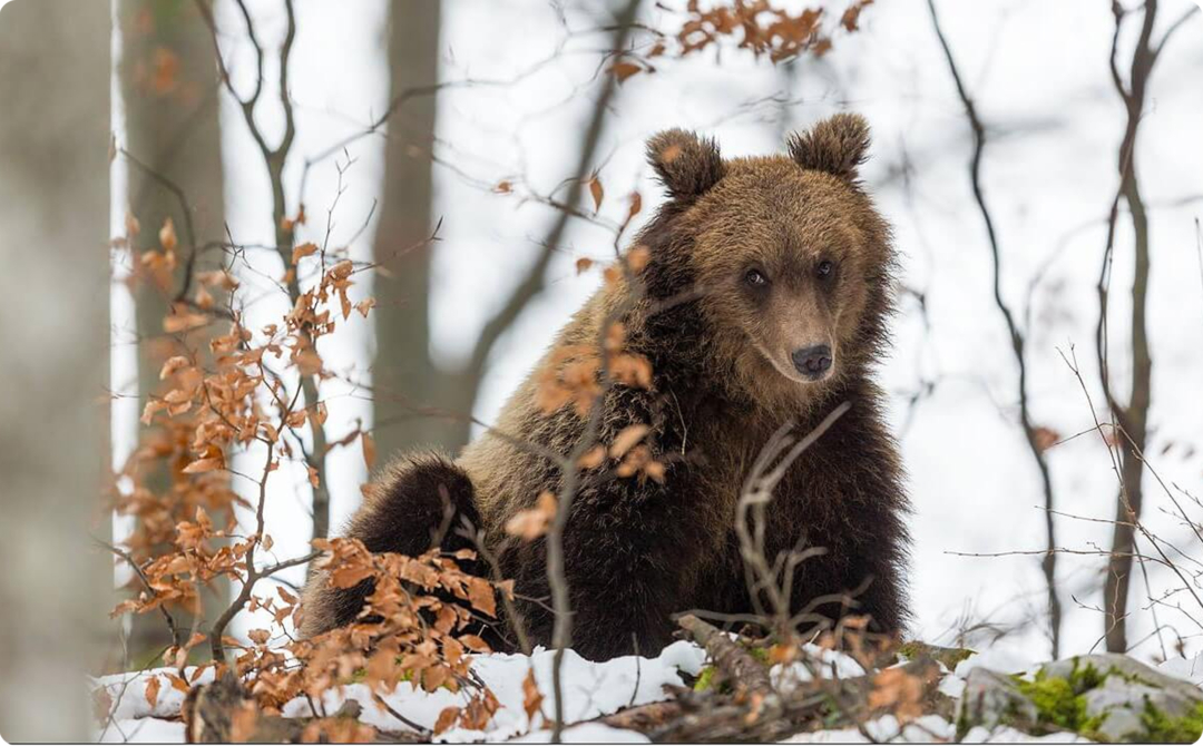 Bear after winter sleep