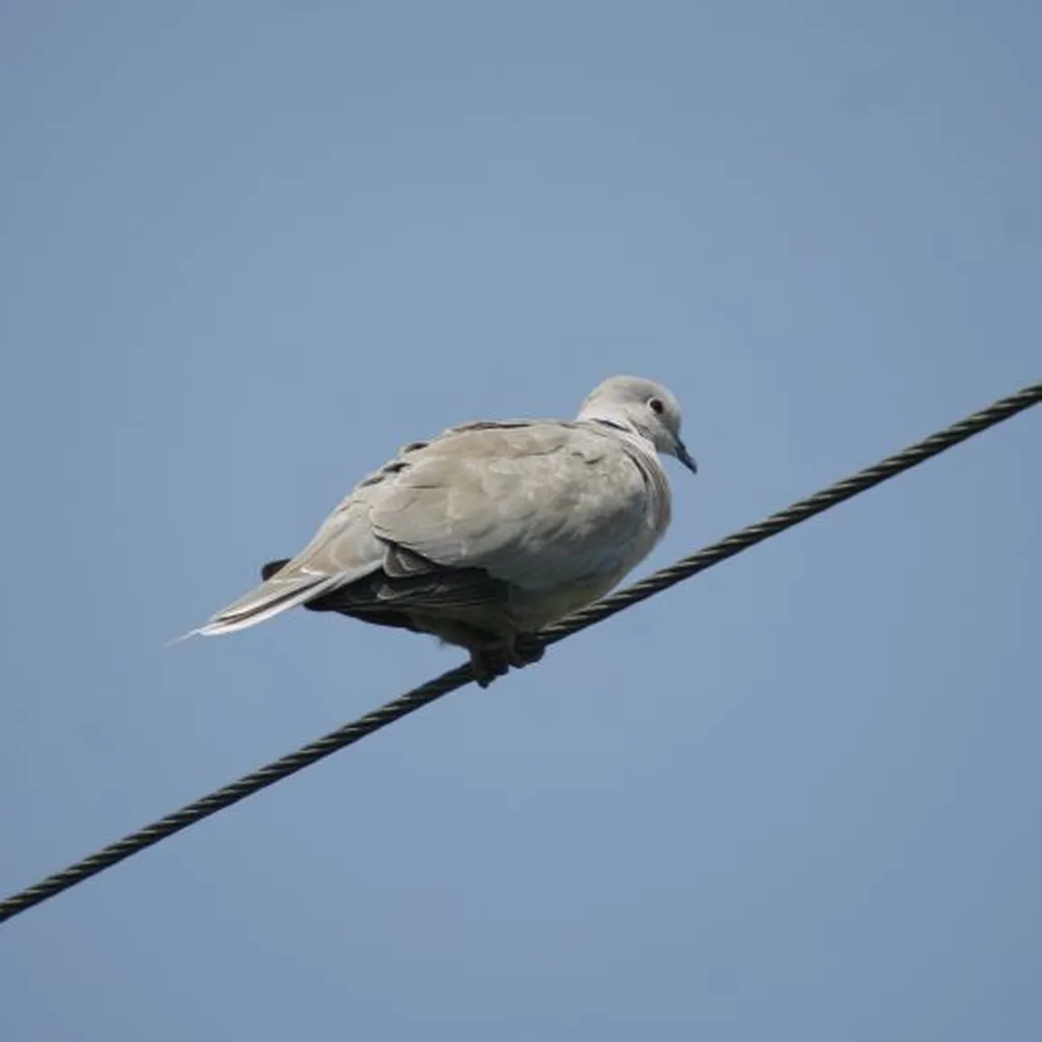 Turška grlica (Streptopelia decaocto) sedi na žici.