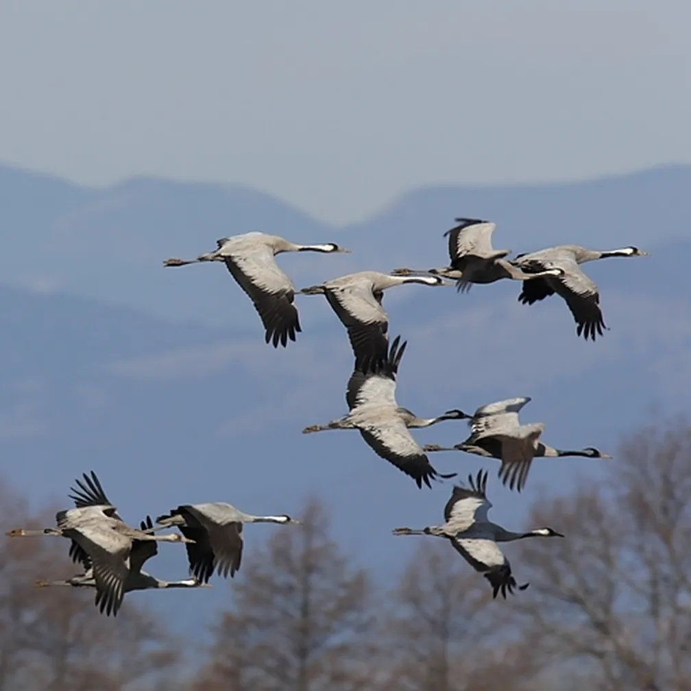 Žerjavi (Grus grus) letijo v jati nad drevesnimi krošnjami.