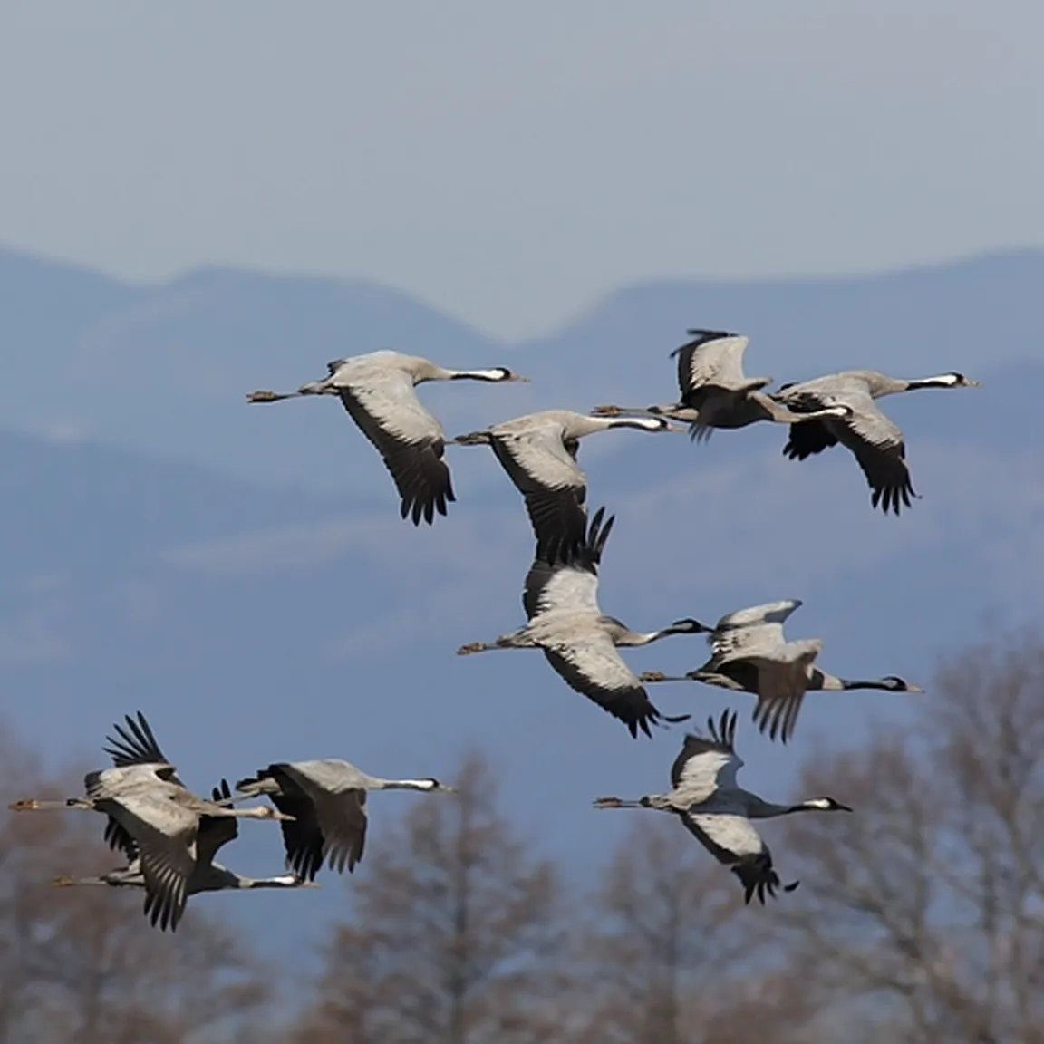 Žerjavi (Grus grus) letijo v jati nad drevesnimi krošnjami.