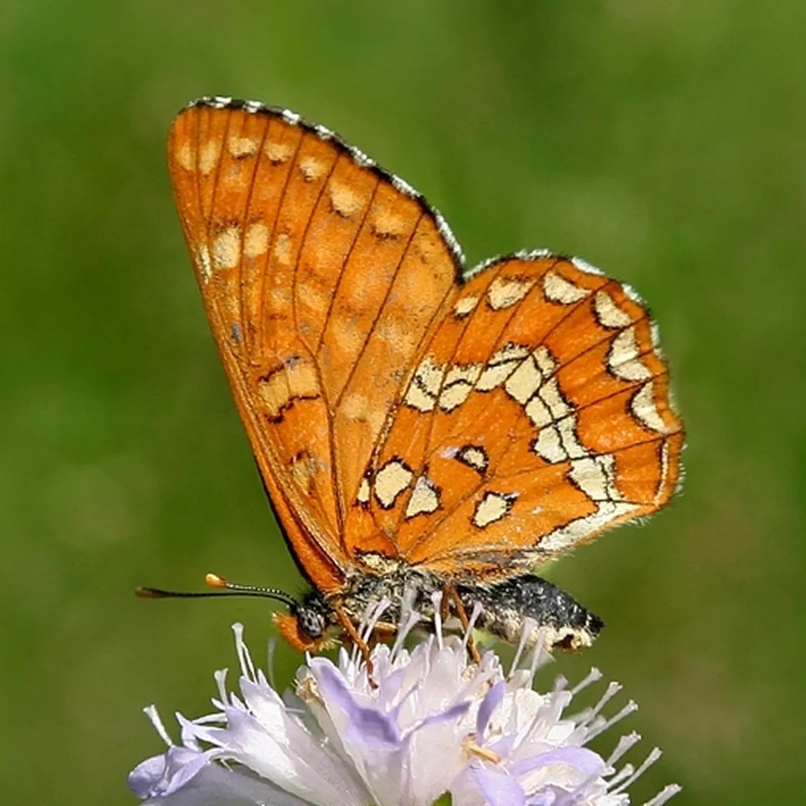 Gozdni postavnež (Euphydryas maturna) sedi na cvetljici sredi travnika.