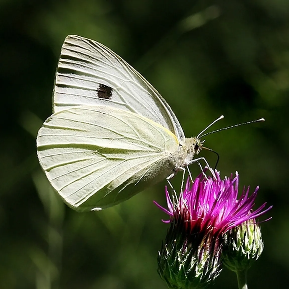 Kapusov belin (Pieris brassicae) na vijoličnem cvetu.