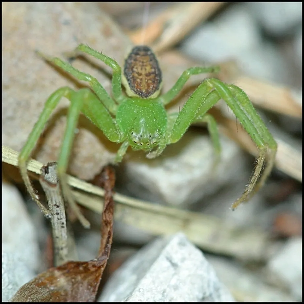 Listni rakovičar (Diaea dorsata) preži na kamnu in ga idaja njegova travnata barva trupa.
