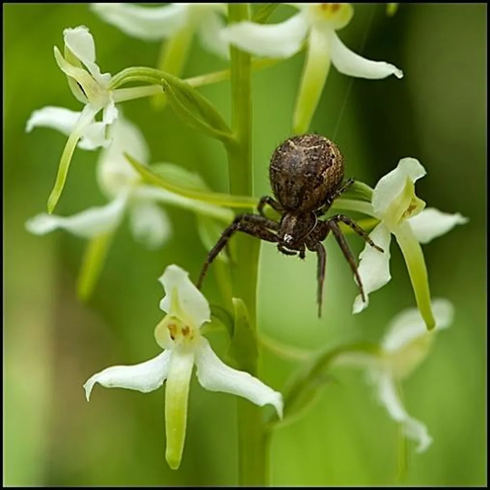 Rakovičar (Xysticus) plete mrežo med cvetlicami.