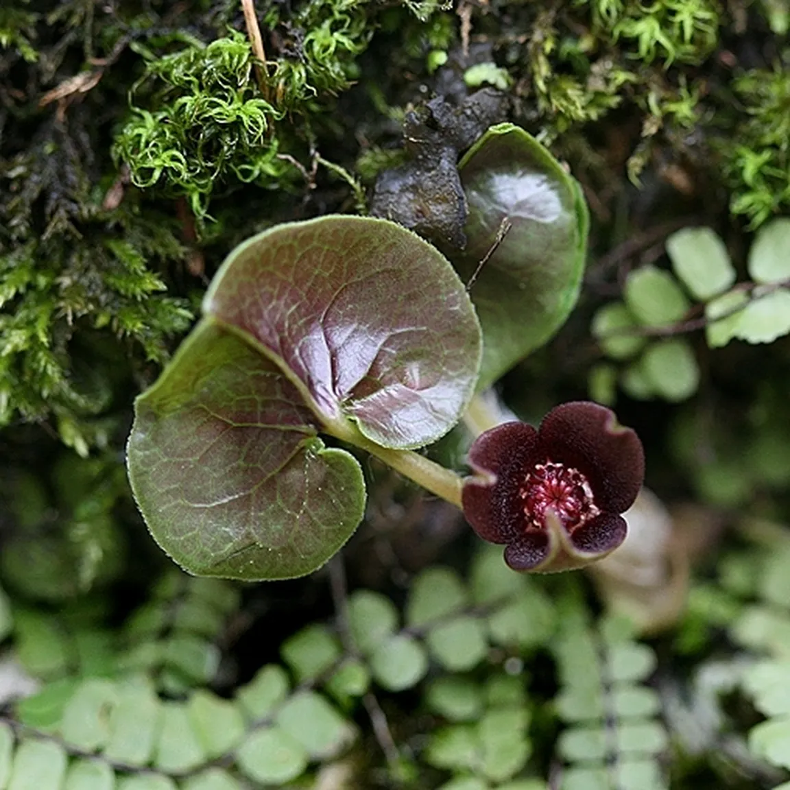 Navadni kopitnik (Asarum europaeum) z rdečim zvonastim cvetom.