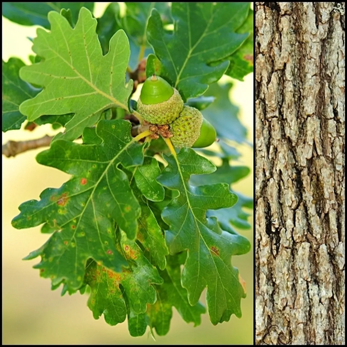 Plod, listi in skorja puhastega hrasta (Quercus pubescens).