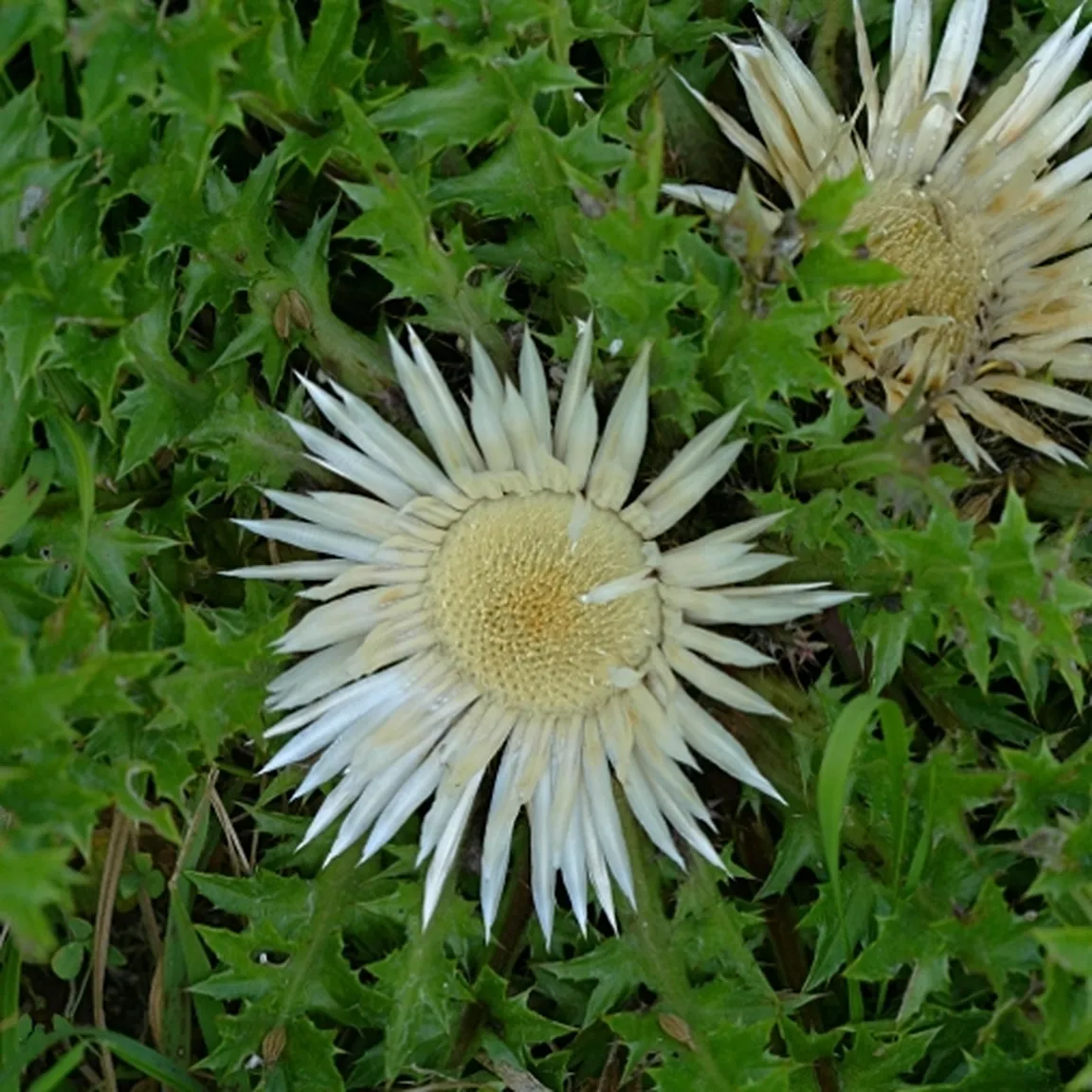 Bodeča neža (Carlina acaulis) ima kratko steblo in bele pernato nacepljene liste.