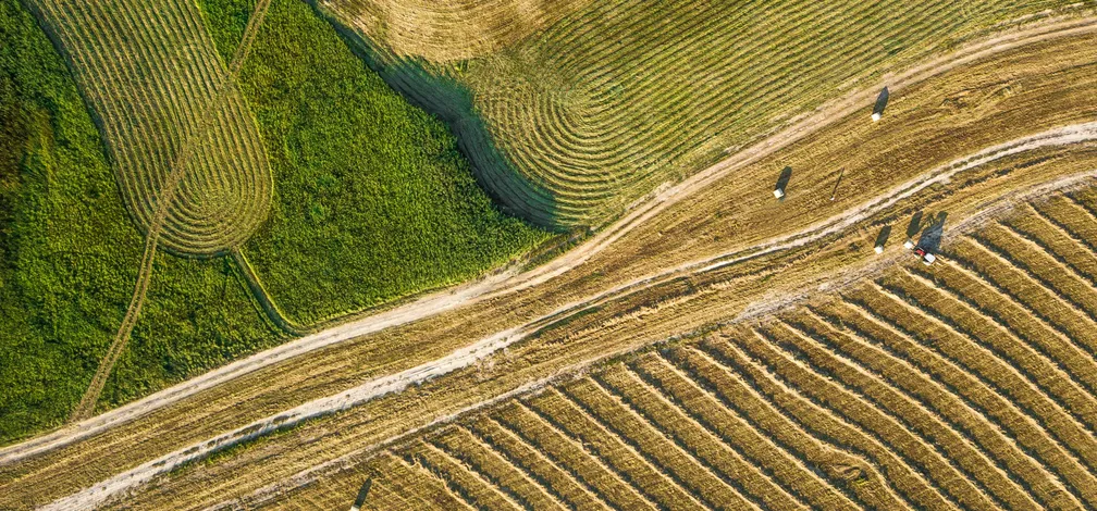 Pogled iz zraka na mozaik kmetijskih površin z vzporednimi vrstami pokošenih travnikov. Med travniki poteka kolovozna pot, ob njej pa so vidni zeleni pasovi vegetacije in manjša skupina ljudi. Topla večerna svetloba poudarja vzorce v krajini.