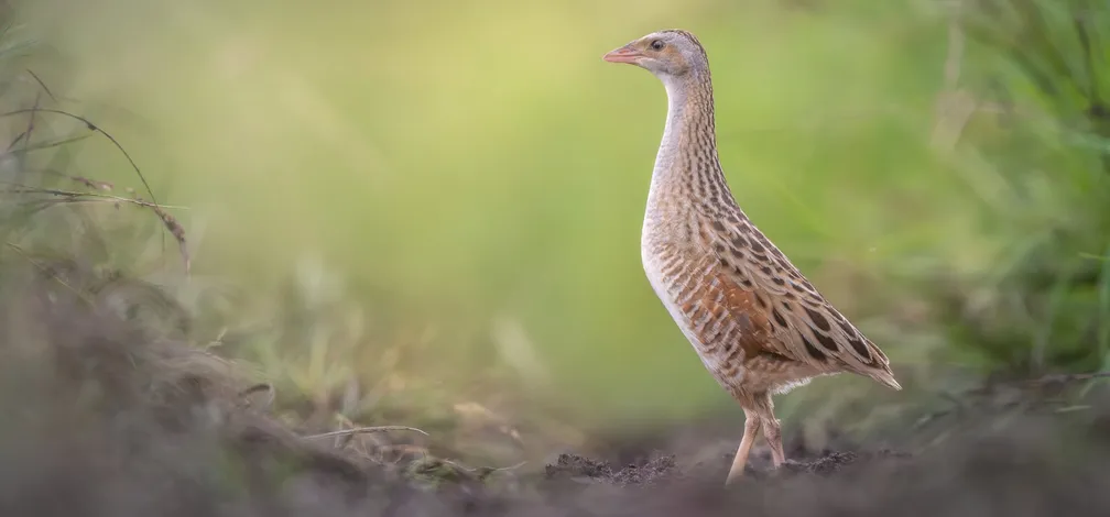 Travniška ptica z rjavkastim vzorčastim perjem stoji v naravnem habitatu med travnimi bilkami. Fotografija prikazuje ptico na odprtem travniškem območju z mehko zamegljenim zelenim ozadjem.