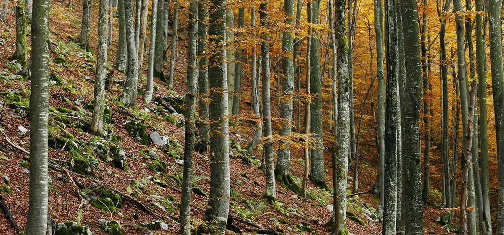 Pobočje listnatega gozda z gostimi, vitkimi drevesnimi debli. Tla so prekrita z odpadlim listjem, med katerim so raztreseni kamni in mah. Krošnje dreves se že obarvajo v tople jesenske odtenke rumene, oranžne in rjave barve, skozi gozd pa se vije strm teren.