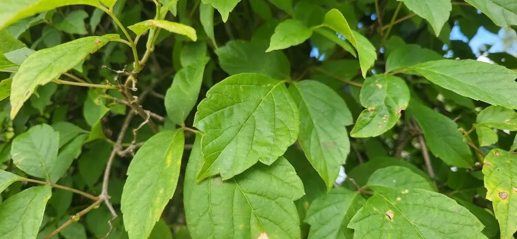 Listi ameriškega javorja (Acer negundo) na gostem zelenem grmu. V ospredju so dobro vidni značilni sestavljeni listi z nazobčanimi robovi, obdani z gostim rastjem.