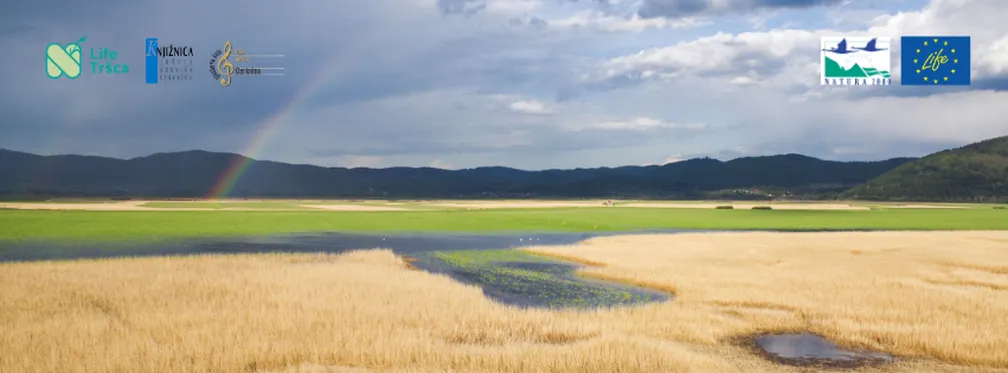 Fotografija Cerkniškega jezera z zlatim trstičjem v ospredju, vmes opazimo jezerska okna ter živo zeleno travo v ozadju. Nebo je temno zaradi dežja. Opazujemo lahko tudi mavrico. V zgornjem delu fotografije so na levi strani logotipi projekta LIFE TRŠCA, Knjižnice Jožeta Udoviča Cerknica ter Glasbene šole Frana Gerbiča Cerknica, na desni strani fotografije pa so logotipi Nature 2000 ter LIFE.
