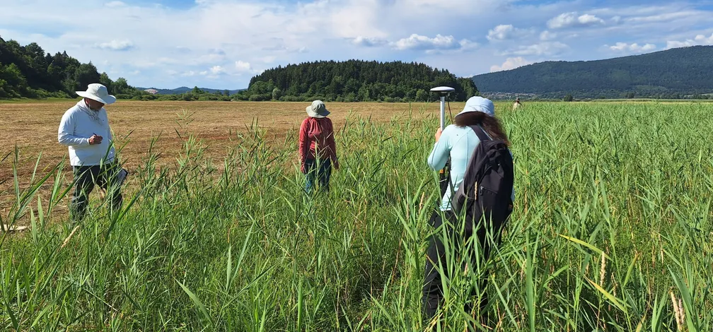 Tri osebe hodijo skozi visok travniški sestoji in opazujejo rastlinje na odprtem polju. V ospredju in na desni strani prevladuje visoka zelena vegetacija, v ozadju pa so pokošeni travniki, gozd in hribovita krajina pod modrim nebom z belimi oblaki. Osebe imajo zaščitna pokrivala za sonce in so razporejene po travniku med popisovanjem ali pregledovanjem rastlinstva.