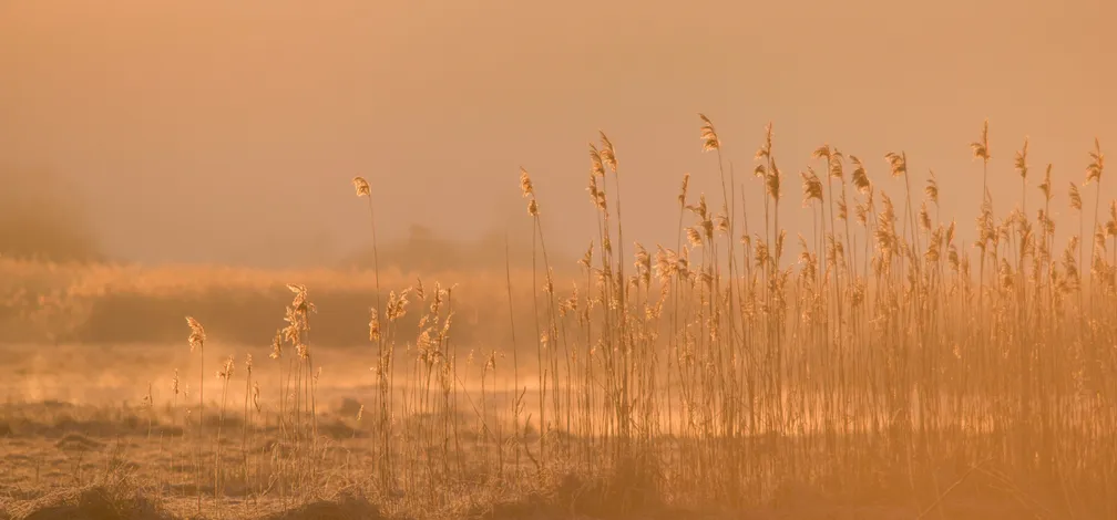 Trstičje ob vodi v topli jutranji ali večerni svetlobi, z zlatimi odtenki in rahlo meglenim ozadjem.