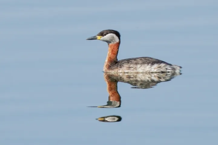 Rjavovrati ponirek (Podiceps grisegena) mirno pluje po gladini jezera.