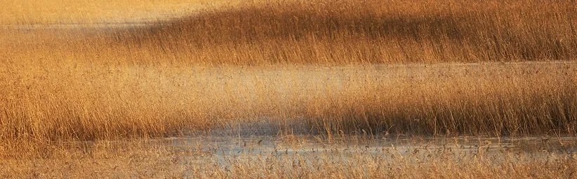 Polje visoke, zlatorjave tršce z različnimi odtenki in teksturami, verjetno zaradi svetlobe in senc.