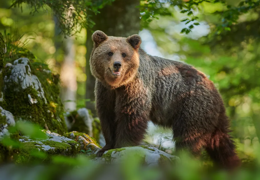 Rjavi medved (Ursus Arctos) v gozdu.